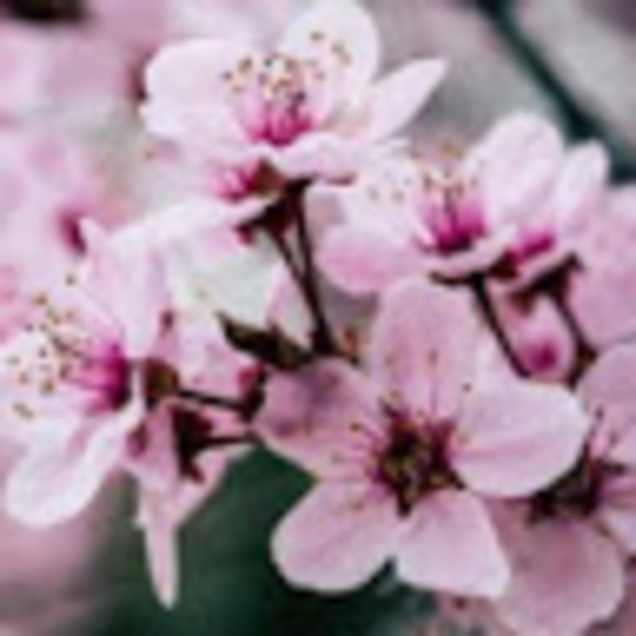 Meet your Posher, Tanya - Picture 1 of 1